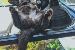 20200726_230933 20200726_230933