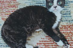 20200726_231329-scaled 20200726_231329-scaled