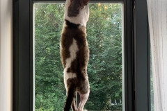 20200727_182411 20200727_182411