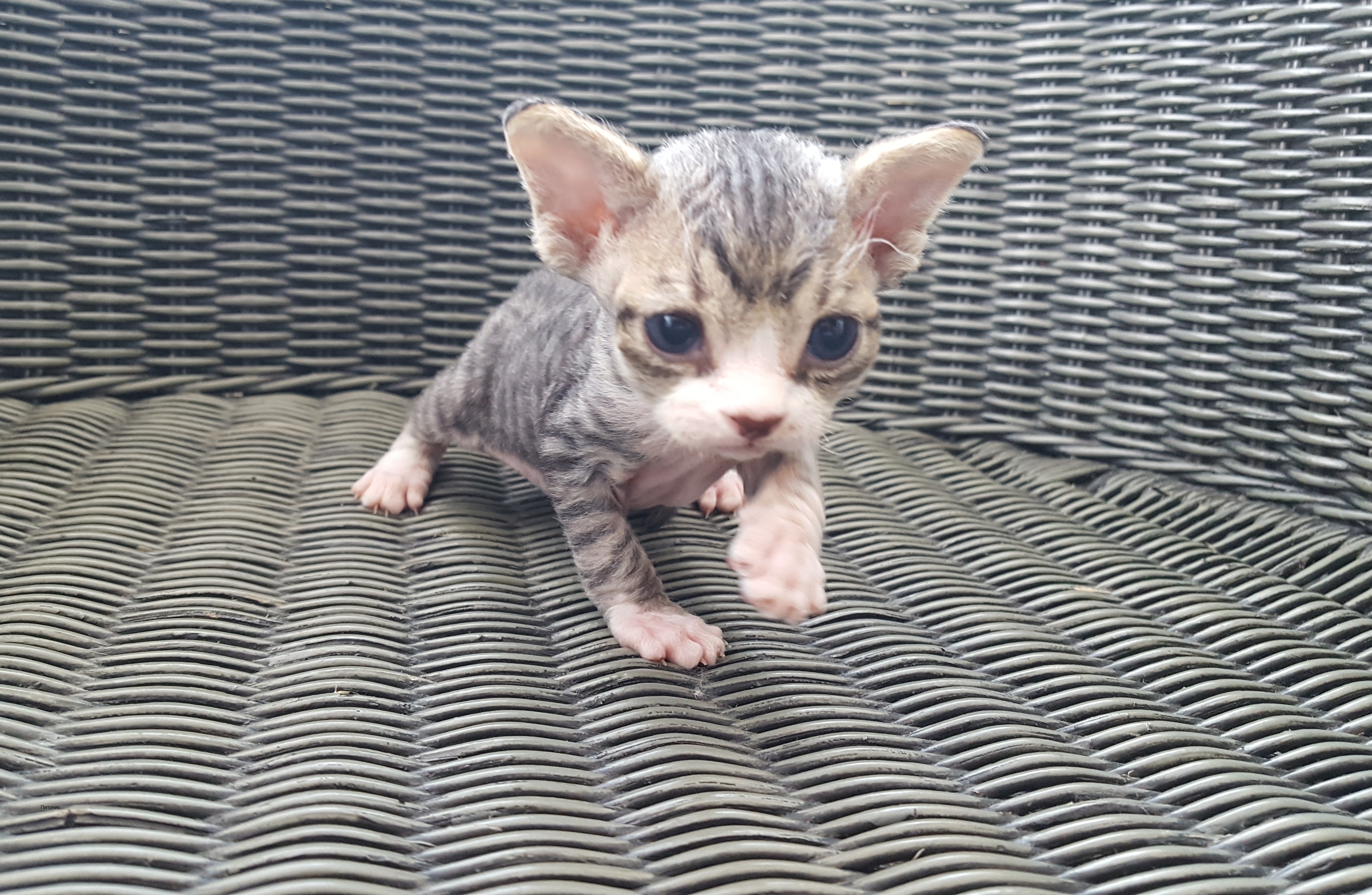 Abigail of Tenderling 1