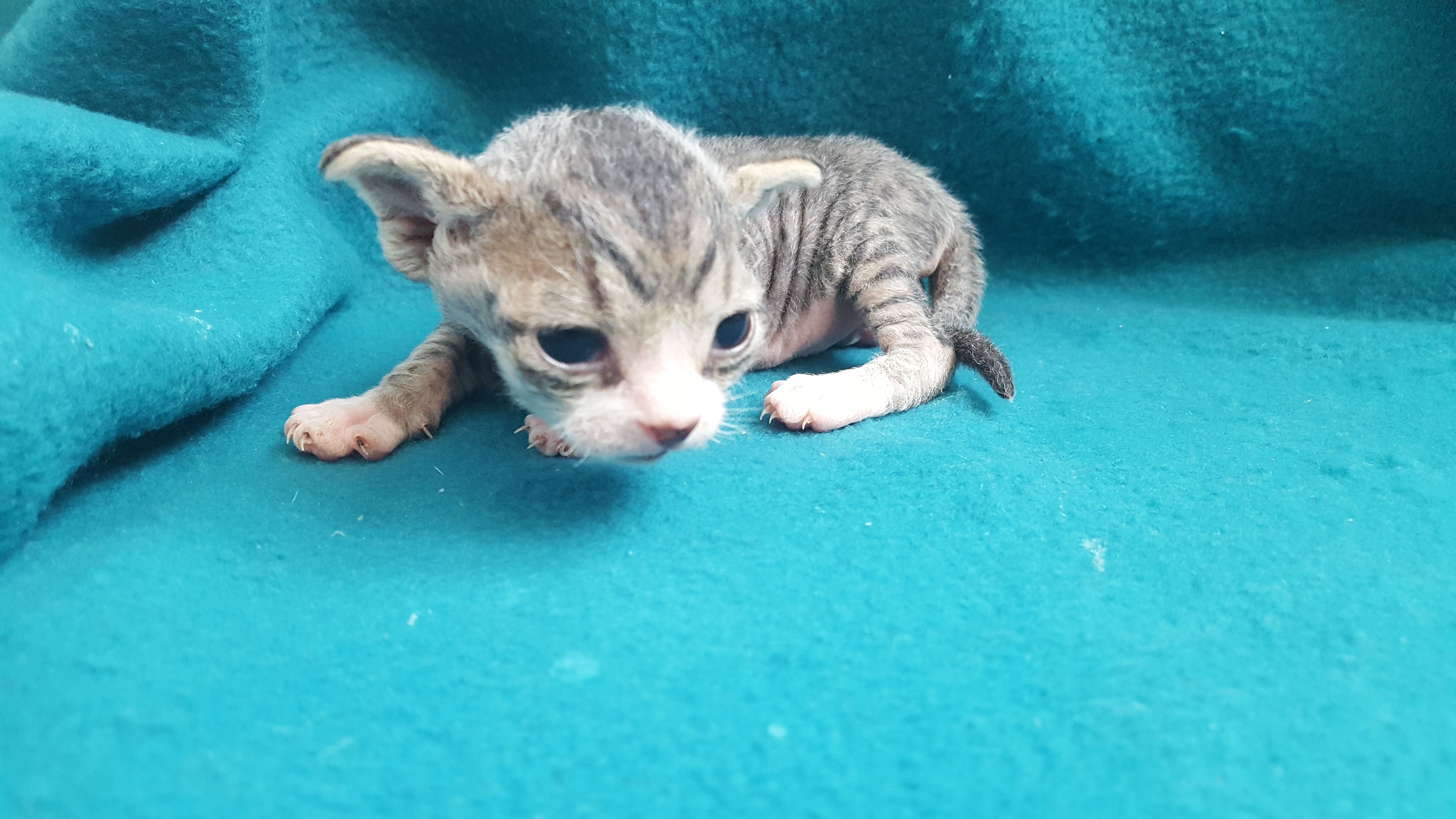 Adeline of Tenderling Female Devon Rex A2