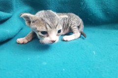 Female Devon Rex A2 Female Devon Rex A2