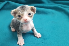 Female Devon Rex A2 Female Devon Rex A2