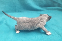 Female Devon Rex A3 Female Devon Rex A3