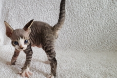 просто смешная просто смешная