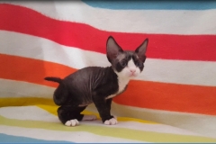 cccccccccccc cccccccccccc