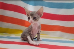 ссссссс ссссссс