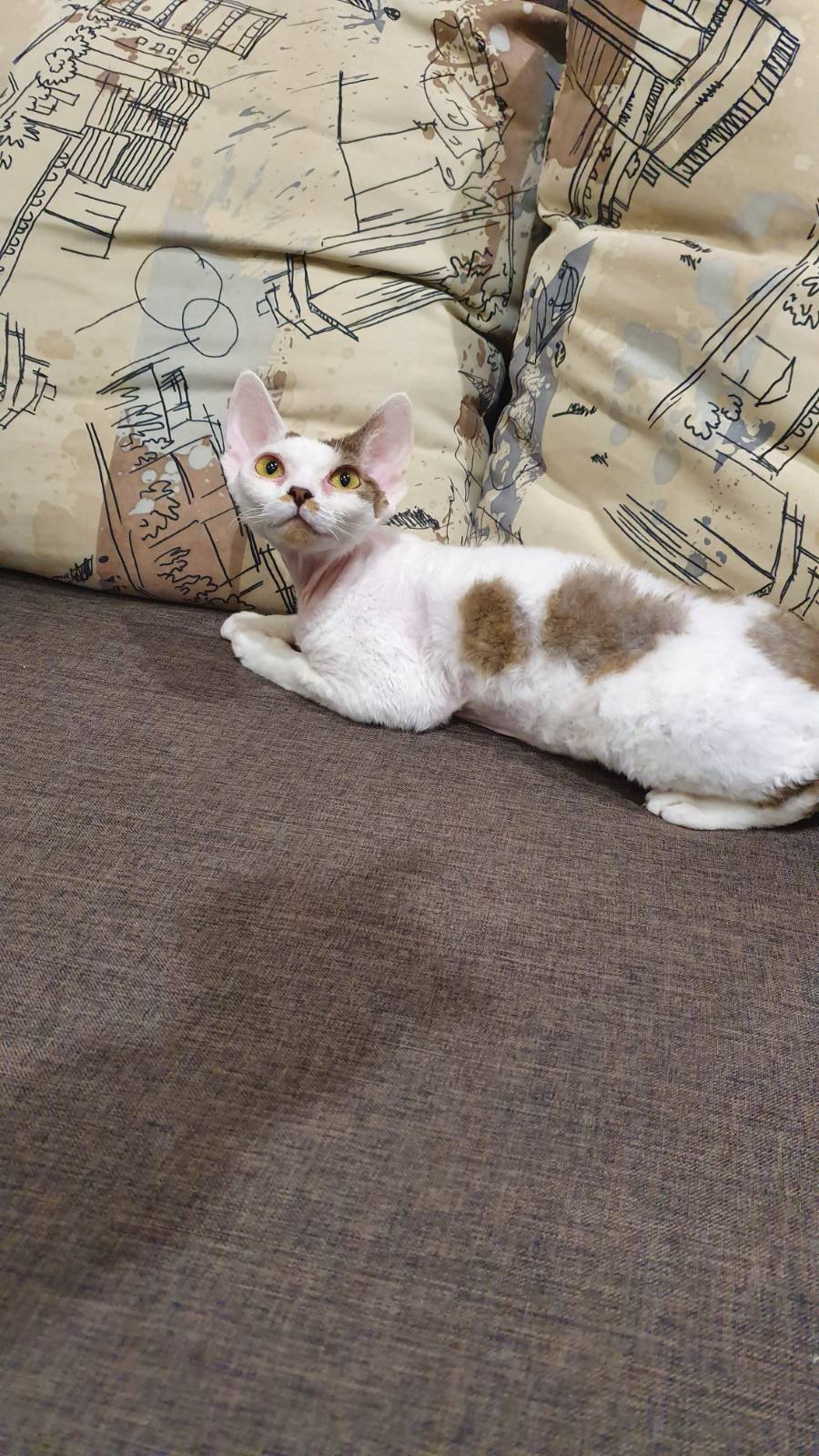 IMG-0485aee3aed2d03ebab462591447cd38-V