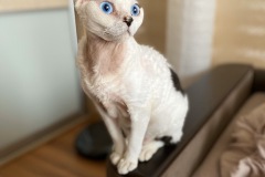 1_IMG-5b73cc4221873fc381d0f3bea534e6dc-V 1_IMG-5b73cc4221873fc381d0f3bea534e6dc-V