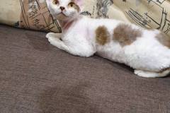 IMG-0485aee3aed2d03ebab462591447cd38-V IMG-0485aee3aed2d03ebab462591447cd38-V