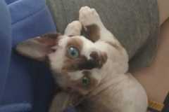 IMG-20200430-WA0002 IMG-20200430-WA0002