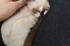 IMG-20200509-WA0007 IMG-20200509-WA0007