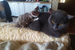 IMG-53b69cf438087f4e53cbf21c70dd2384-V IMG-53b69cf438087f4e53cbf21c70dd2384-V