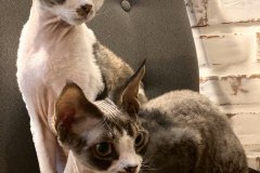 IMG-56277f39e6978a054bbeb2e2aaa446e6-V IMG-56277f39e6978a054bbeb2e2aaa446e6-V