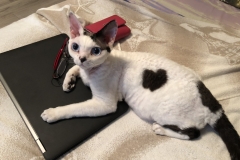 IMG-7743646202601f2ade00920f3dbf2467-V IMG-7743646202601f2ade00920f3dbf2467-V