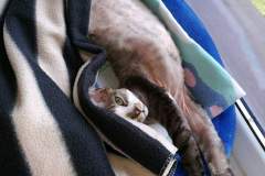 IMG-7f56b1b3ae2367336bcb441e540118e4-V IMG-7f56b1b3ae2367336bcb441e540118e4-V