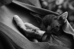 IMG-87877f5664514068b2eff9644faac437-V IMG-87877f5664514068b2eff9644faac437-V