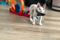 IMG-92ffaea1761c003155709f164afc1665-V IMG-92ffaea1761c003155709f164afc1665-V