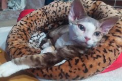 IMG-d39ca47b96f331d9ce1f14714609c204-V IMG-d39ca47b96f331d9ce1f14714609c204-V