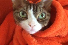 IMG-d3f870fe1bbd2ab7aeea6d04bfc0f864-V IMG-d3f870fe1bbd2ab7aeea6d04bfc0f864-V