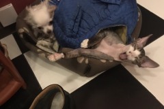 IMG-e15ec75435613e9f7d0315b82547a14b-V IMG-e15ec75435613e9f7d0315b82547a14b-V