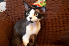 IMG-e8bce4cee0f383e4d8db99b6ad63a90f-V IMG-e8bce4cee0f383e4d8db99b6ad63a90f-V