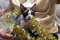 IMG-ee25313f279ebbe0f9a0214e2ded5100-V IMG-ee25313f279ebbe0f9a0214e2ded5100-V