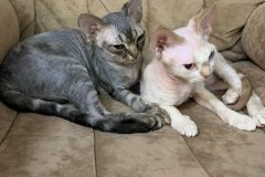 IMG-f1207f69c8fc14461a3f373db412bbd3-V IMG-f1207f69c8fc14461a3f373db412bbd3-V