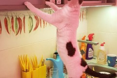 IMG-f7905644d0f6d8a074f2418030e1aae2-V IMG-f7905644d0f6d8a074f2418030e1aae2-V