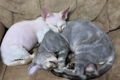 IMG-f95318dc1de18aa53948b95842bcab50-V IMG-f95318dc1de18aa53948b95842bcab50-V