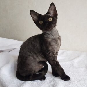 Наоми