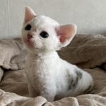 Котята на продажу