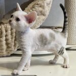 Котята на продажу