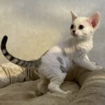 Котята на продажу