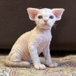 Котята на продажу