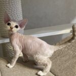 Котята на продажу